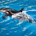 **EMBARGOED UNTIL 9:15 PM ET, WEDNESDAY, APRIL 19, 2017**Orca Takara helps guide her newborn to the water’s surface as the calf takes one of its first breaths at SeaWorld San Antonio, Wednesday, April 19, 2017, in San Antonio. The company based in Orlando, Fla., announced the birth Wednesday. The calf is the last in a generation of whales bred in confinement. (Chris Gotshall, SeaWorld Parks & Entertainment via AP)