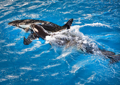 **EMBARGOED UNTIL 9:15 PM ET, WEDNESDAY, APRIL 19, 2017**Orca Takara helps guide her newborn to the water’s surface as the calf takes one of its first breaths at SeaWorld San Antonio, Wednesday, April 19, 2017, in San Antonio. The company based in Orlando, Fla., announced the birth Wednesday. The calf is the last in a generation of whales bred in confinement. (Chris Gotshall, SeaWorld Parks & Entertainment via AP)