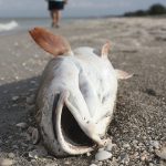 on August 1, 2018 in Captiva, Florida.