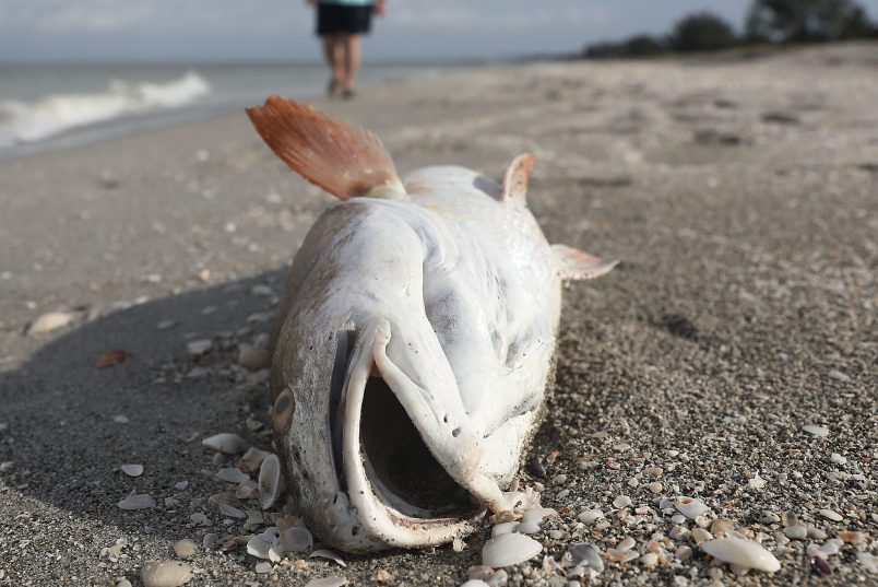 on August 1, 2018 in Captiva, Florida.