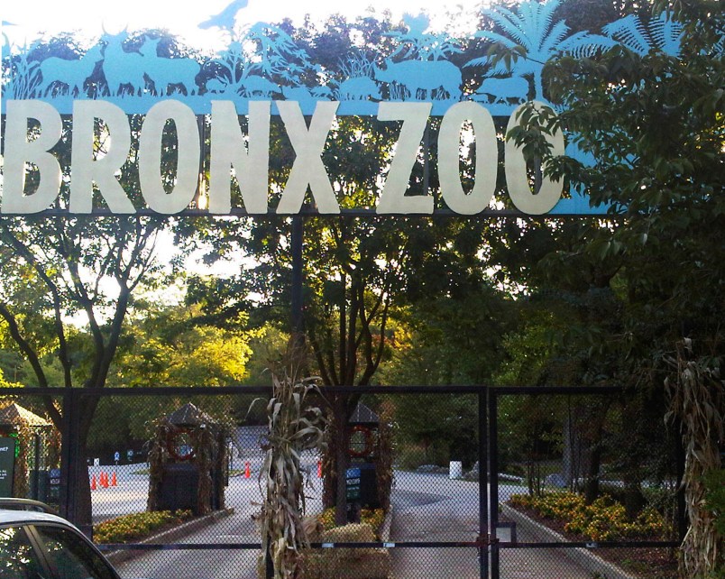 The ticket booths are empty and the gates are chained shut at an entrance to the Bronx Zoo in New York, Friday, Sept. 21, 2012. Zoo officials say a visitor who leaped into an exhibit and was mauled by a tiger was alone with the 400-pound beast for about 10 minutes before being rescued. (AP Photo/Jim Fitzgerlad)