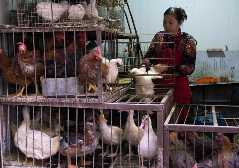 LANZHOU, CHINA - NOVEMBER 02: Woman selling live chickens and ducks in cages at a food market, Gansu province, Lanzhou, China on November 2, 2017 in Lanzhou, China. (Photo by Eric Lafforgue/Art In All Of Us/Corbis via Getty Images)