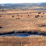 YELLOWSTONE NATIONAL PARK, WY - OCTOBER, 2005: A herd of wild bison graze in Hayden Valley at Yellowstone National Park in Wyoming. (Photo by Robert Alexander/Archives Photo/Getty Images)