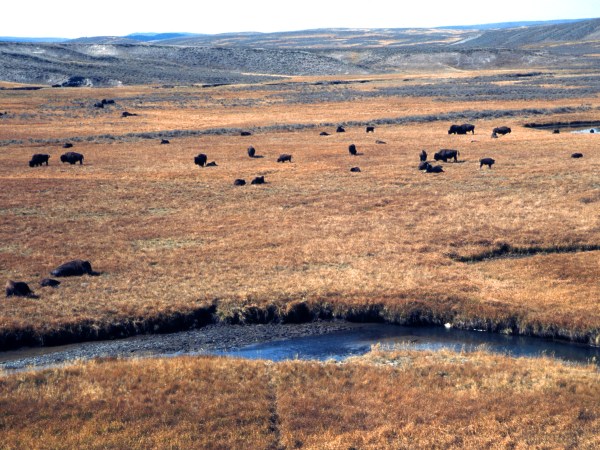 YELLOWSTONE NATIONAL PARK, WY - OCTOBER, 2005: A herd of wild bison graze in Hayden Valley at Yellowstone National Park in Wyoming. (Photo by Robert Alexander/Archives Photo/Getty Images)