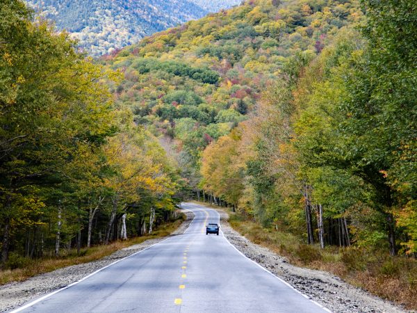 fall foliage