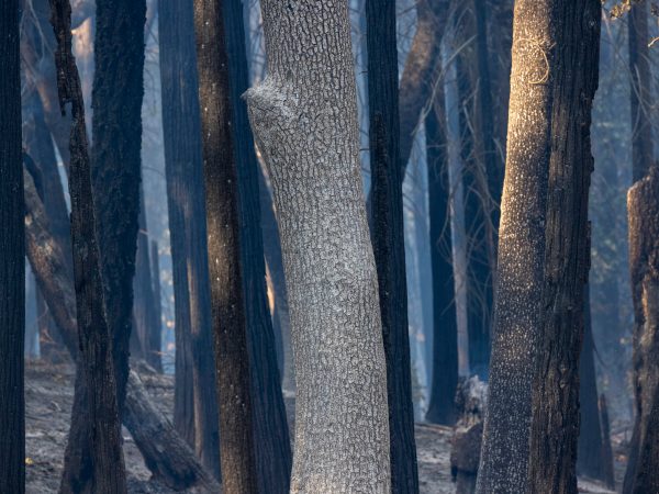 California fires
